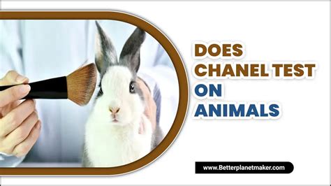 how does chanel test on animals 2015|chanel perfume animal testing.